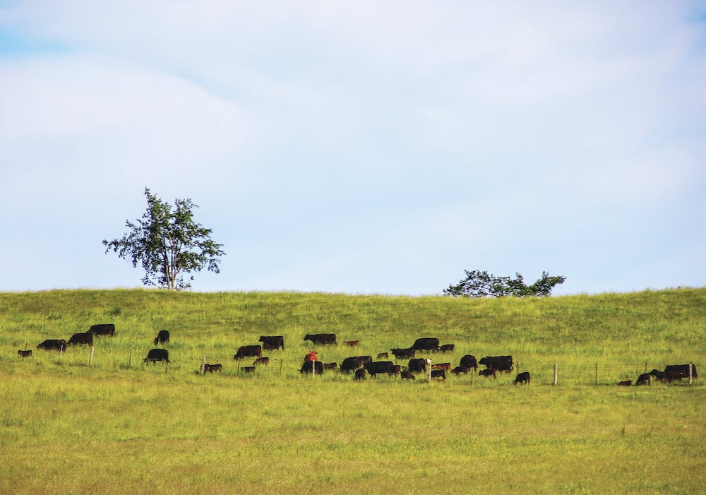 Marginal land that is ideal for cattle grazing in the province is now in high demand for cash crops.