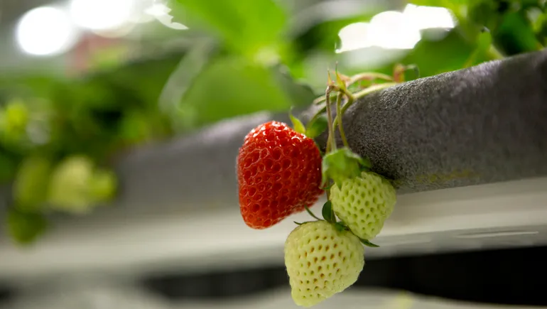 Vertical strawberry grower Oishii clinches $134M amid indoor farming woes