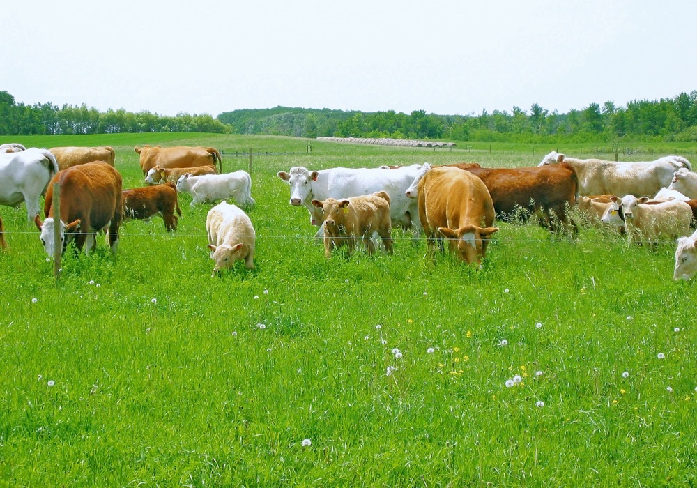 Virtual cattle fencing now available to Ontario beef producers