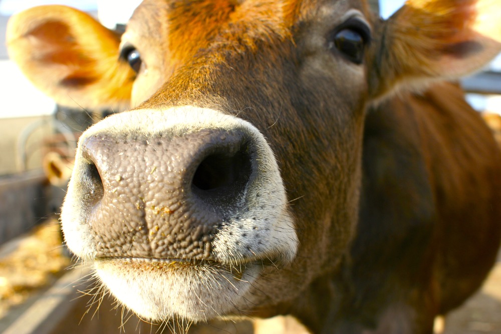 What if cows could talk?