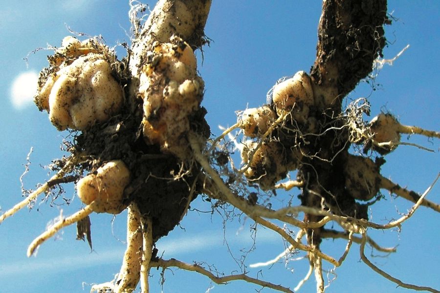 Clubroot was first confirmed in northern Ontario in 2017.