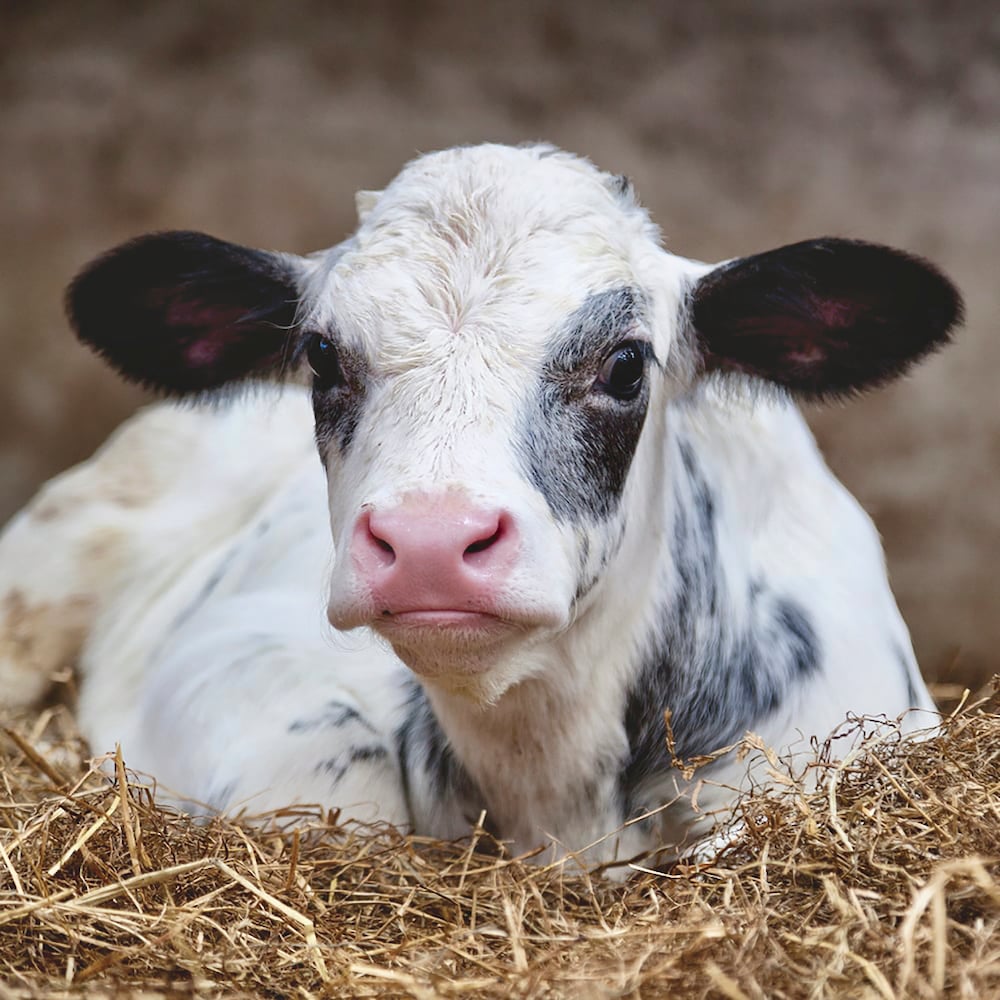 A genetic defect was discovered last year as a cause of muscle weakness (calf recumbency) in Holstein calves.