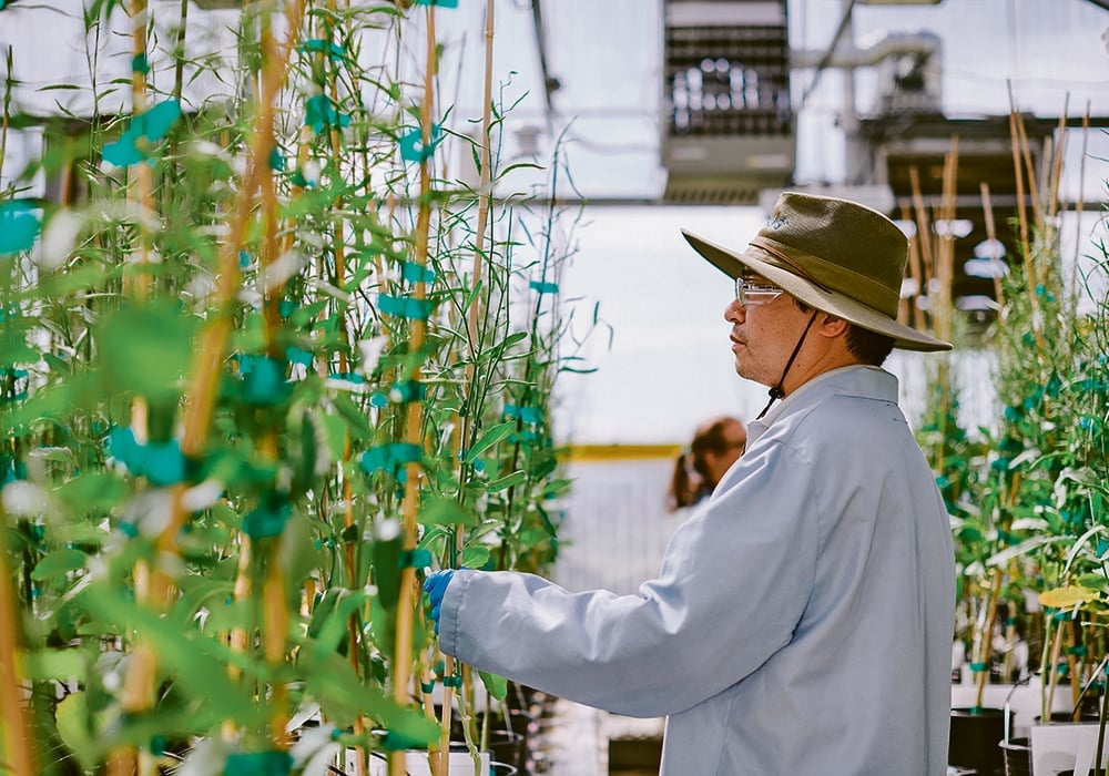 Qing-Ming Gao, group leader for trait development, examines canola plants at a Cibus Inc. greenhouse in San Diego.