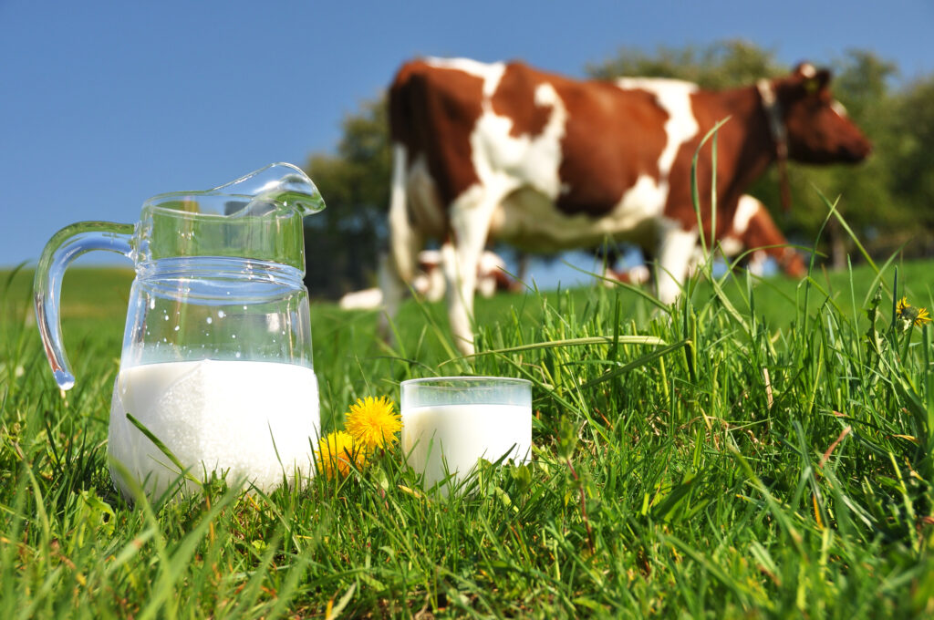 Gut bacteria could help treat milk allergies