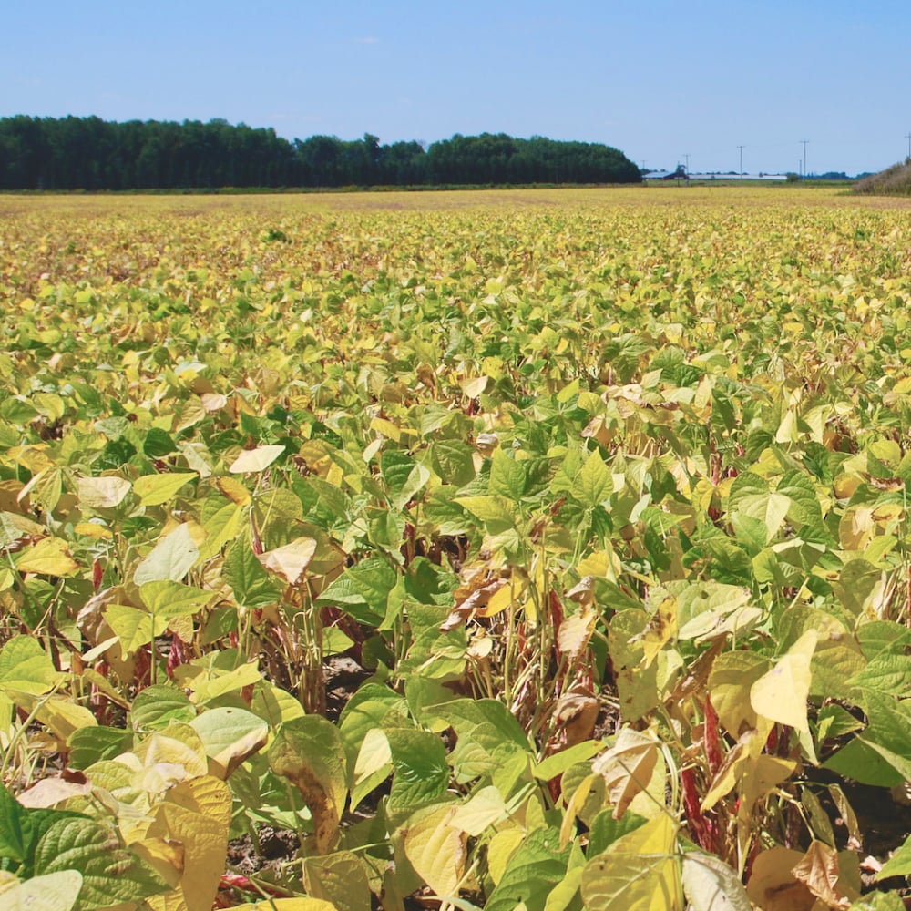 New EU regulations could challenge Canadian edible bean production and exports.