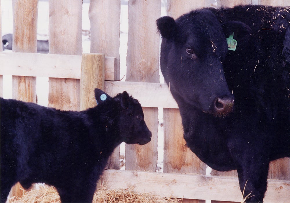 Based on its genomic database, AGI has created a ranking of beef-on-dairy options for using Angus bulls on Holsteins and another for Jerseys.