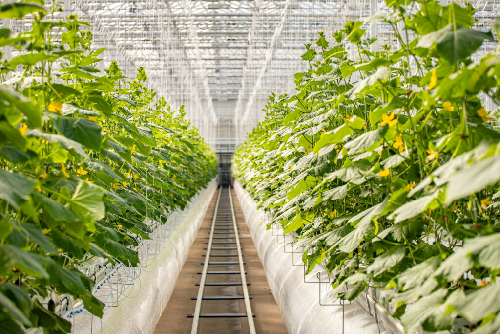 Lufa Farms cultivates fifth rooftop greenhouse in Montreal