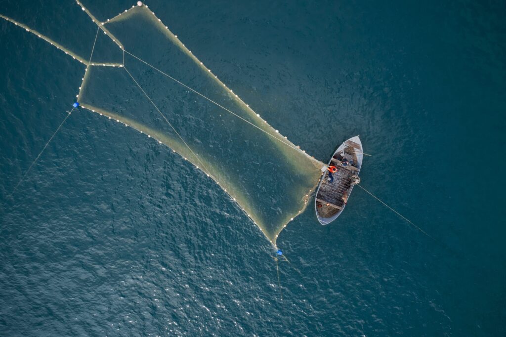 Ocean food web “disrupted” by marine heat wave