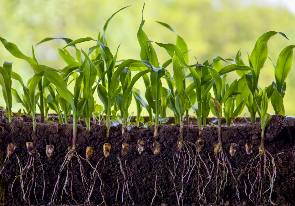 Increasingly extreme weather, such as droughts and floods, is damaging crops around the world, making it more important than ever before to understand how plants grow.