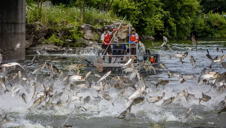 Problem to plate: Could eating invasive species be a sustainability game changer?