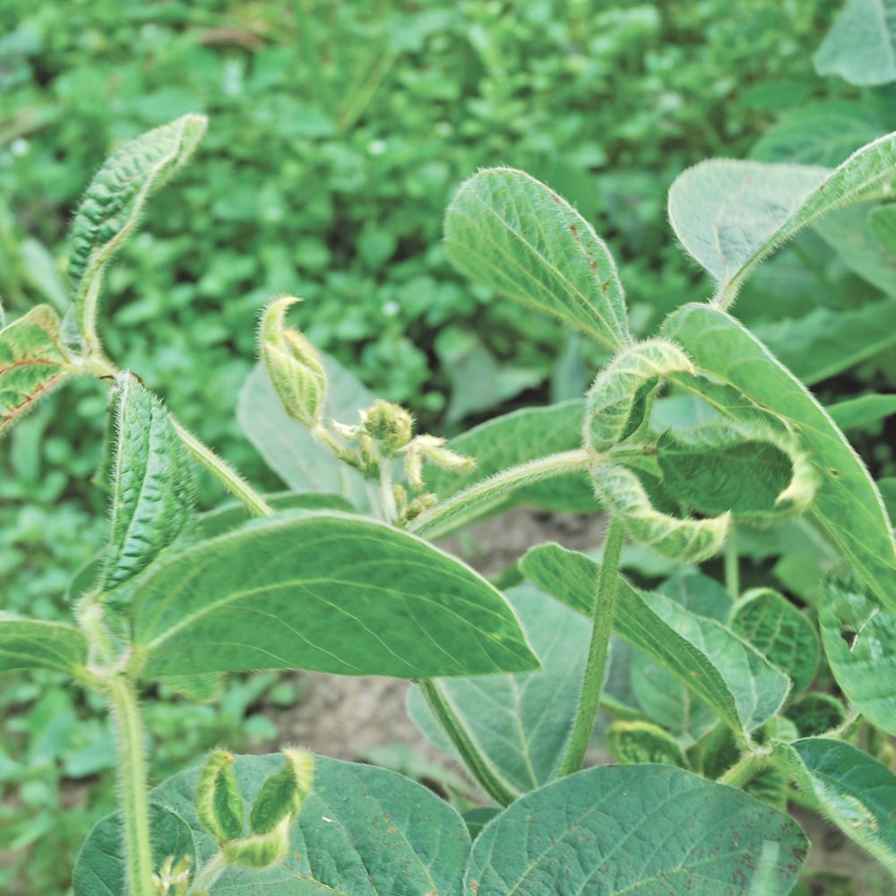 Reports of drift damage from dicamba-based products rose dramatically in the U.S. Midwest in 2017, covering more than 3.6 million acres.