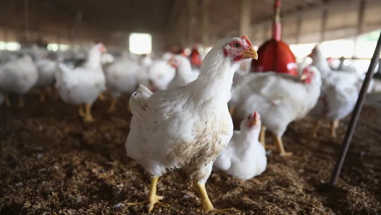 After collapse of Cooks Venture, chicken farmers look for answers