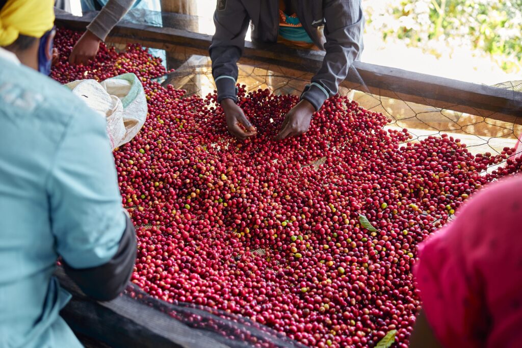 Coffee price fluctuations are affecting farmers’ mental wellbeing, study finds