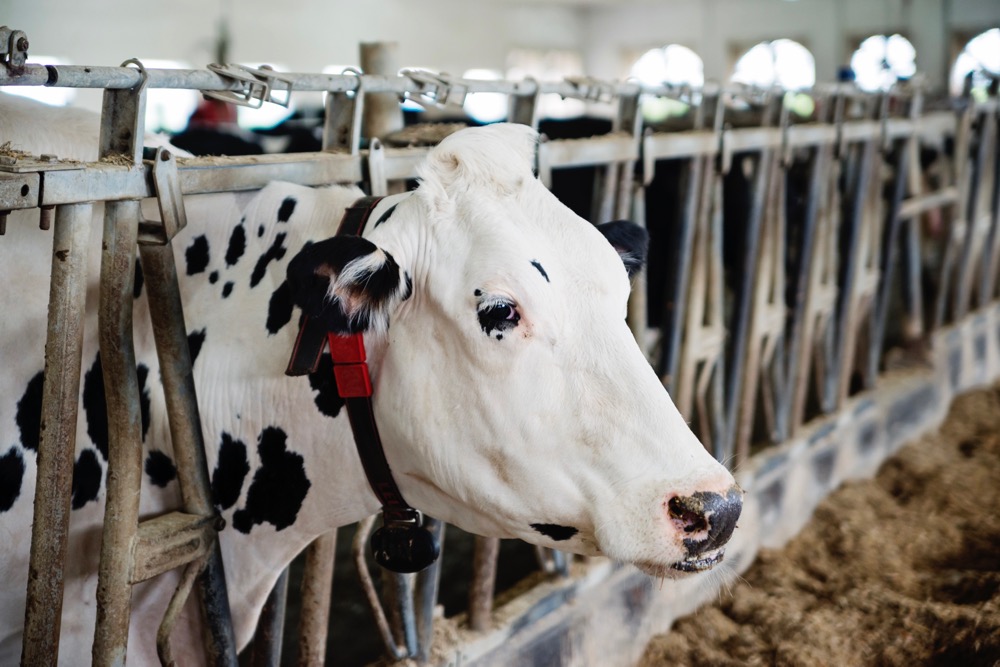 Colorado dairy herd added to bird flu case count