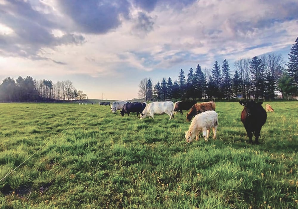 Ted Zettel says recent research showing grain-fed beef has less of a carbon impact failed to account for the long-term capacity of pasture to sequester carbon.