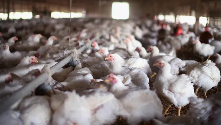 Cooks Venture tried to raise chickens better. Then 1M birds were killed.