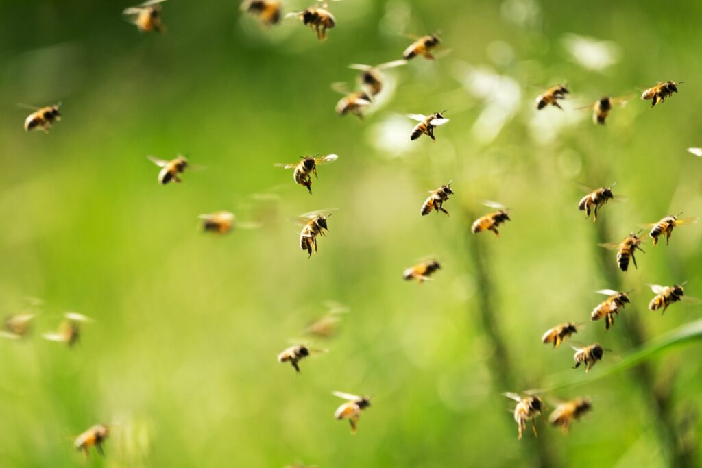 Declining wild pollinators threaten Canadian agriculture, researcher warns