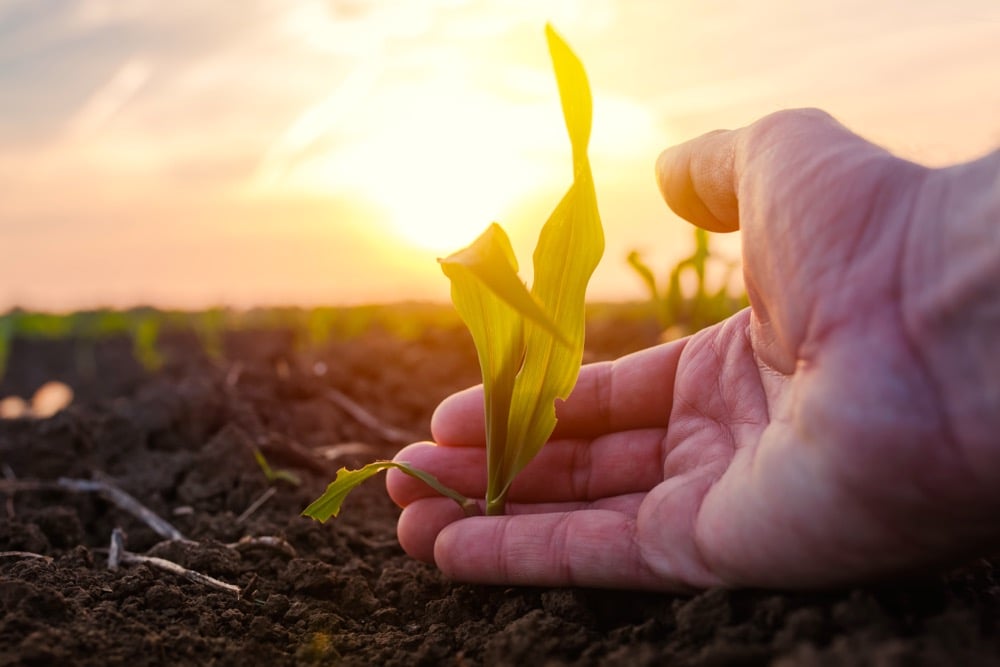 Recent advances in understanding stomatal opening have increased the growth and yields of important crop plants.