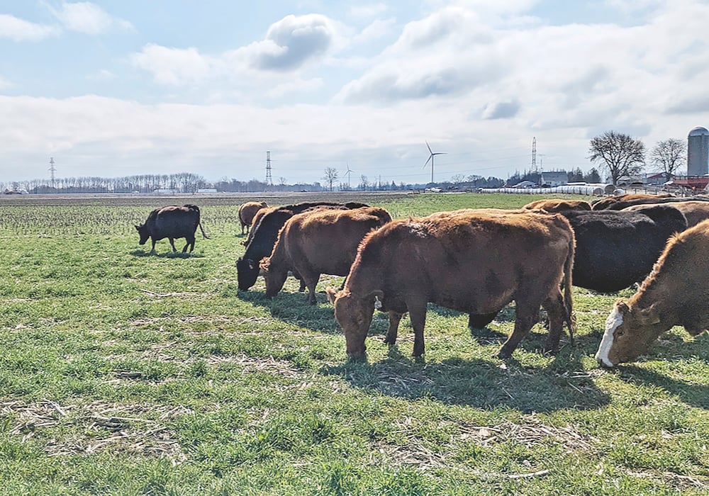 Mike Buis said the high cost of land and lack of pasture prodded him to look for affordable alternative feed sources, whether grazing his cattle on corn stalks or using food waste diverted from landfill.