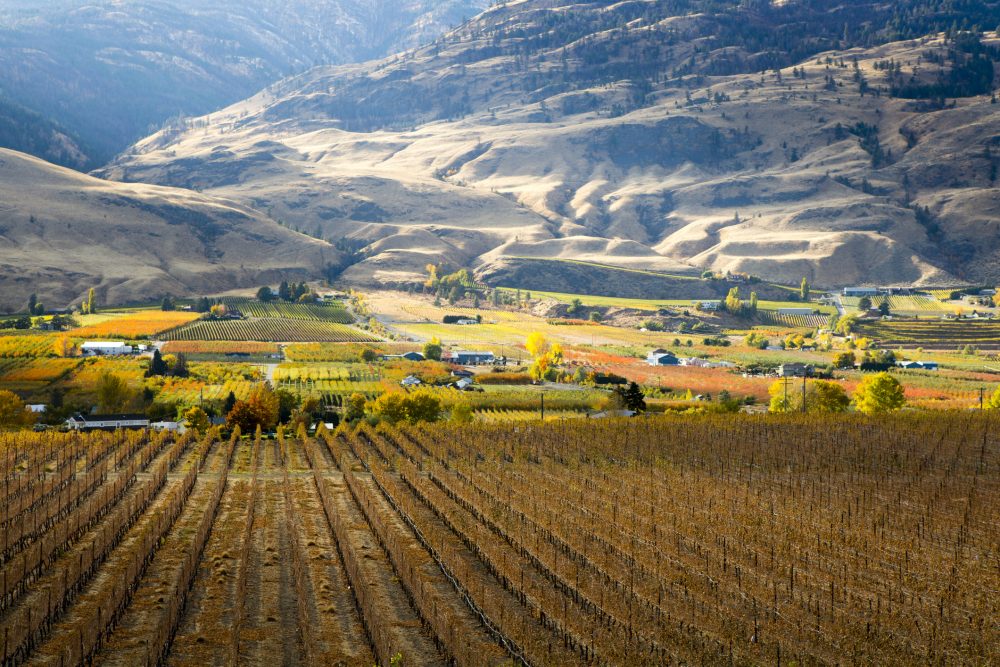 Scenic autumn view of the rural landscape, orchards, vineyards, and wineries of Oliver located in the Okanagan Valley of British Columbia, Canada. Photo: laughingmango/iStock/Getty Images Plus
