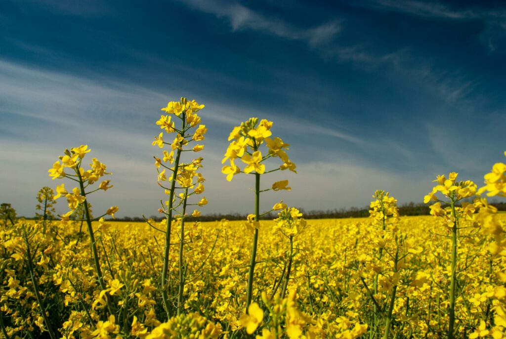 Protein Industries Canada and partners invest $31M in high-protein canola and sunflower products