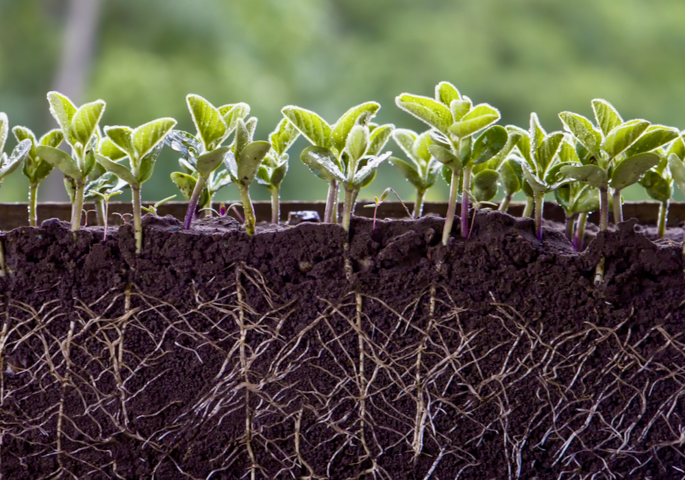 Cquesta uses gene editing to produce larger roots on plants. Soybeans will be one of the first it plans to take to market.