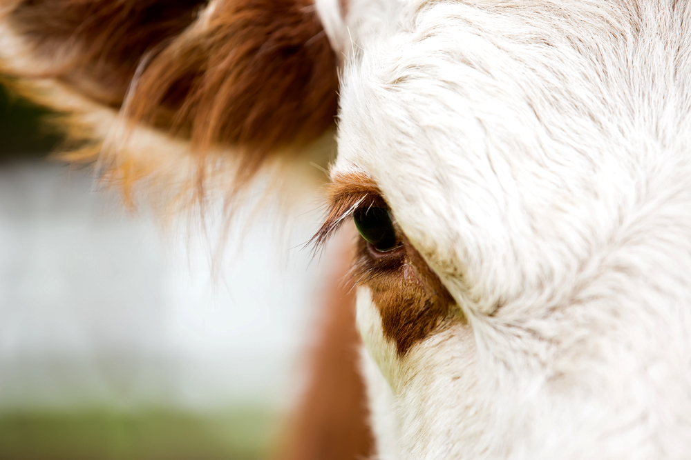 Scotland reports case of mad cow disease