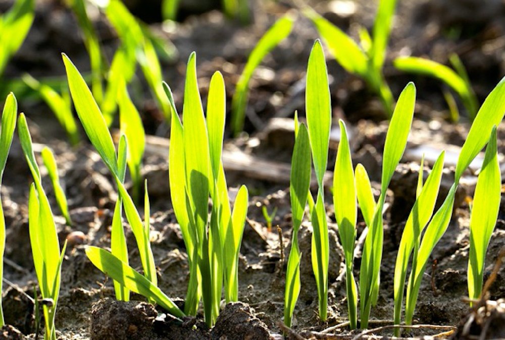 Alberta Crop Report: Much-needed moisture replenishes province