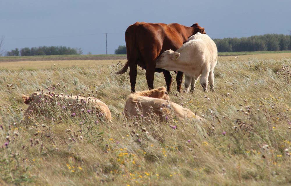 New program focuses on data literacy for cow-calf producers 