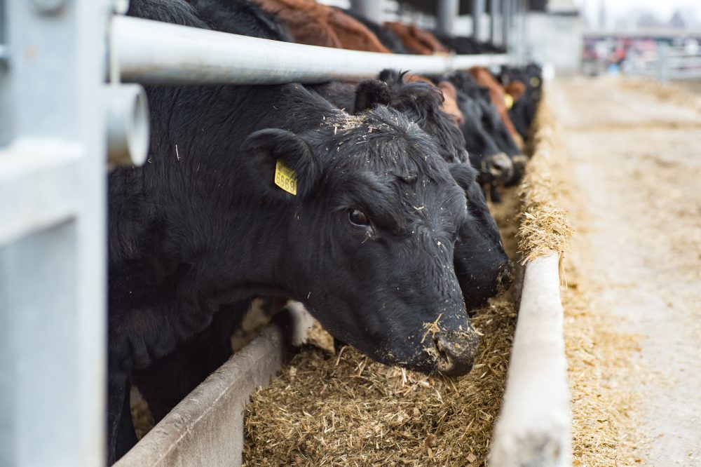 Sustainability demands pressure livestock feed industry