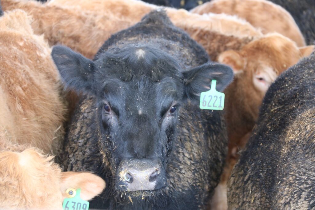 Workers on strike at Cargill’s Guelph beef processing plant