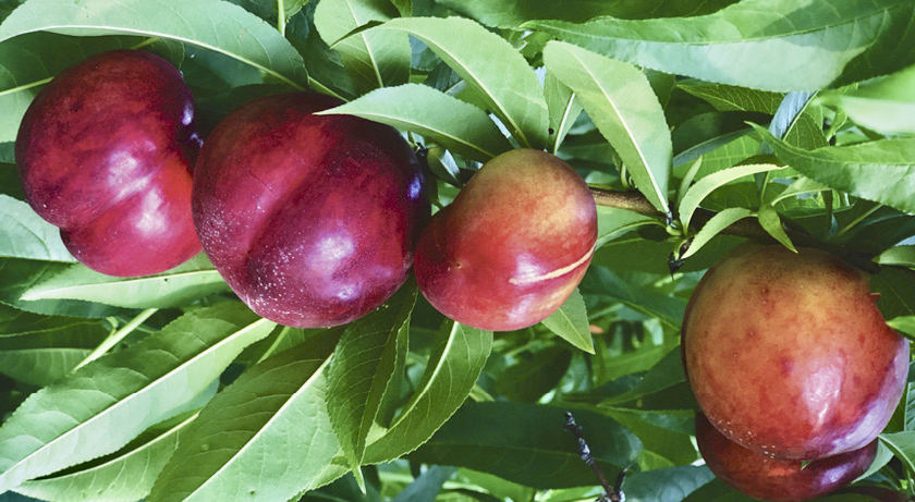 Funding will be used to collect data on the climate impact of apple and tender fruit farming, developing resilient varieties and a carbon calculator to reduce carbon and greenhouse gas emissions.