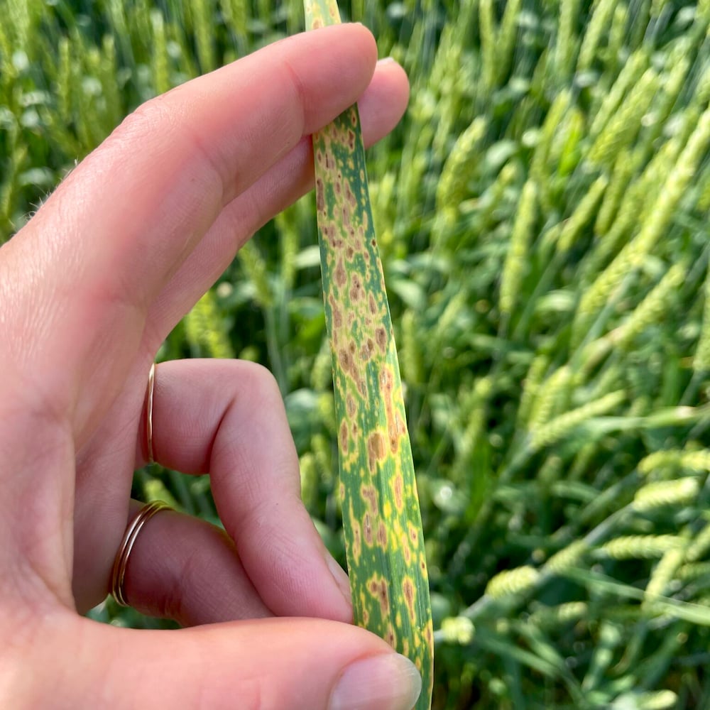 Physiological fleck in winter wheat. This is often misdiagnosed as leaf disease or surfactant injury.