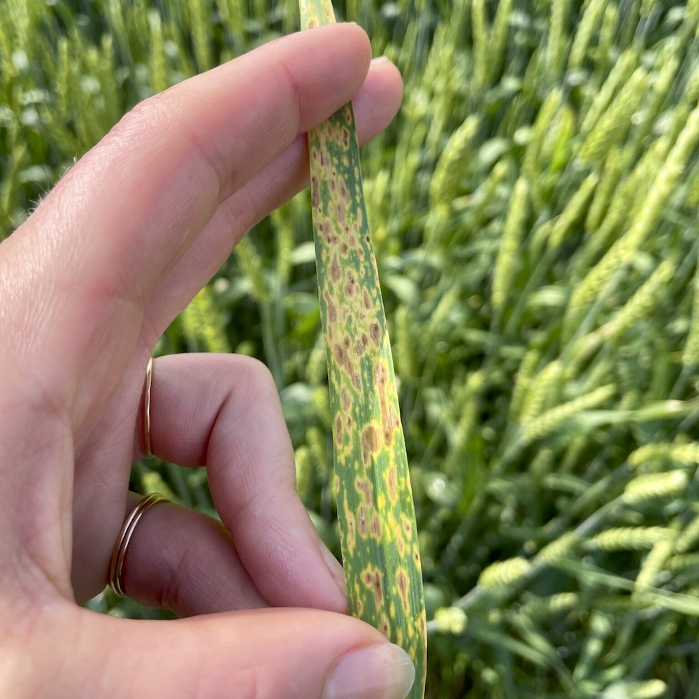 Physiological fleck in winter wheat. This is often misdiagnosed as leaf disease or surfactant injury.