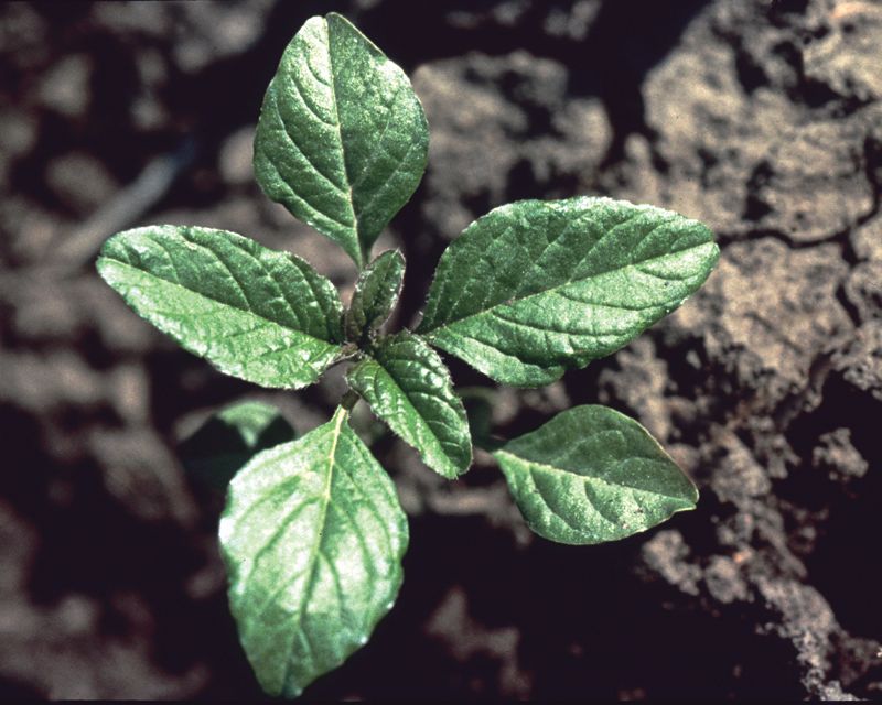 Red-root pigweed pokes its head above the soil surface.