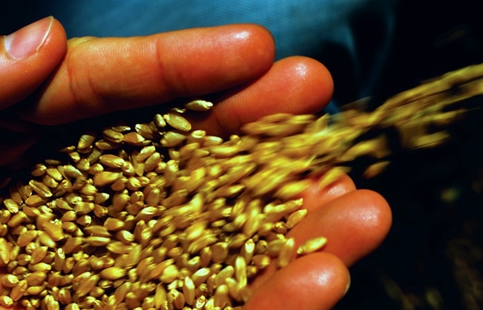 Argentina's Bioceres makes world's first sales of genetically modified wheat seeds