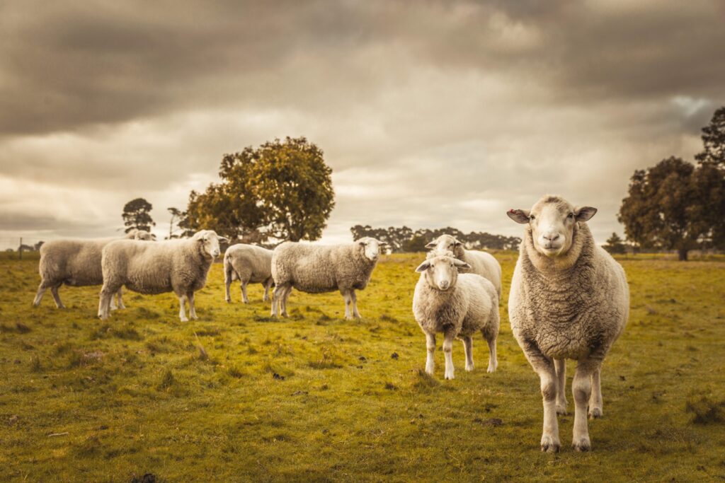 Australia to phase out live sheep exports by sea