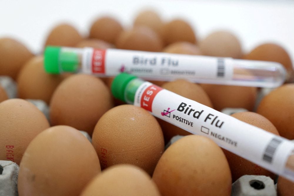 Bird flu found in Illinois, Florida wastewater