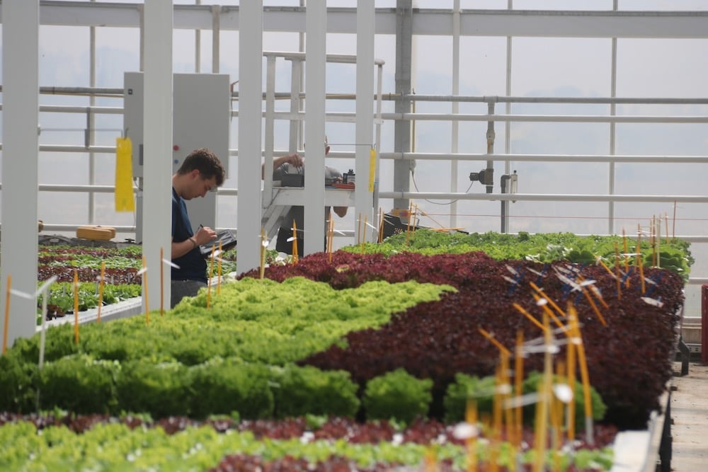 A lettuce breeder for Rijk Zwaan, the world’s largest producer of lettuce seed records data as he makes lettuce variety selections in the company’s research greenhouse in the Netherlands. Photo: John Greig
