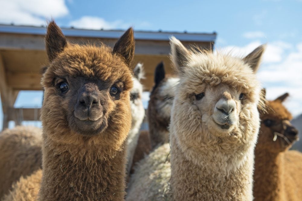 Bird flu found in U.S. alpacas