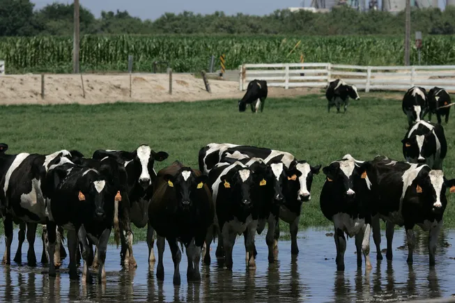 Bird flu found in beef from US dairy cow as outbreak intensifies