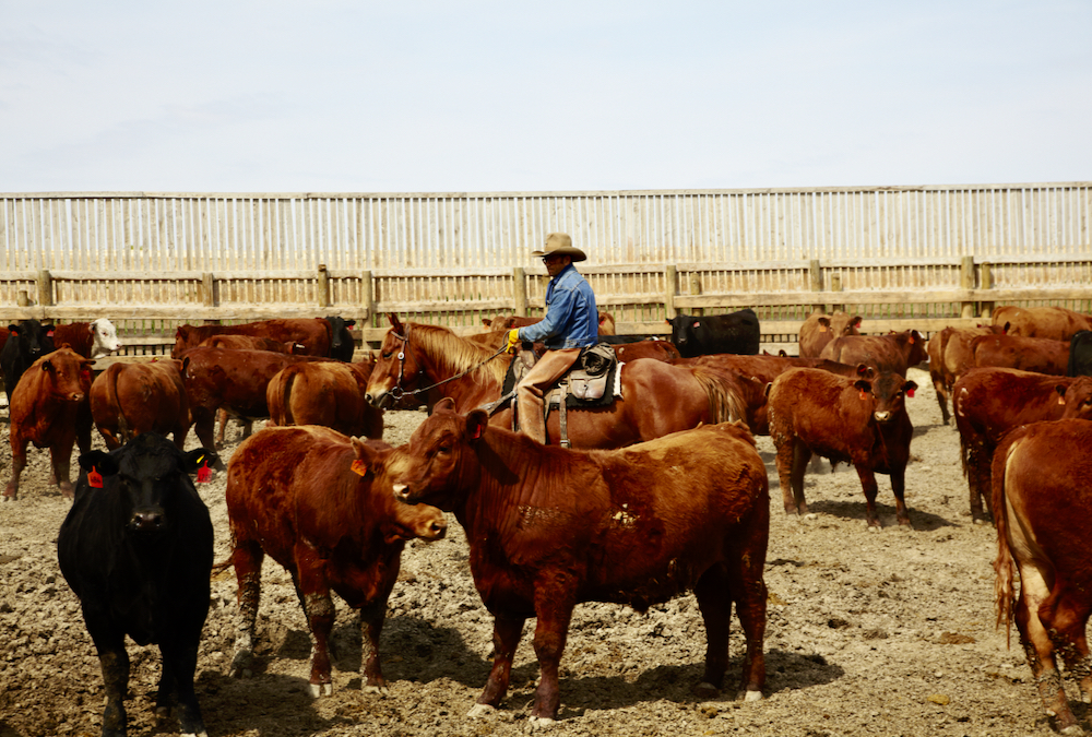 Photo: Canada Beef
