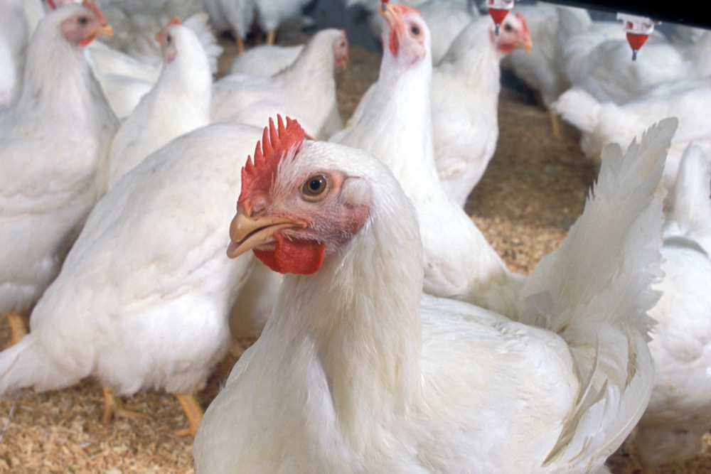 Dutch government plans to vaccinate poultry against bird flu