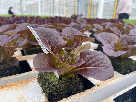 Dutch greenhouse seed production aided by technology