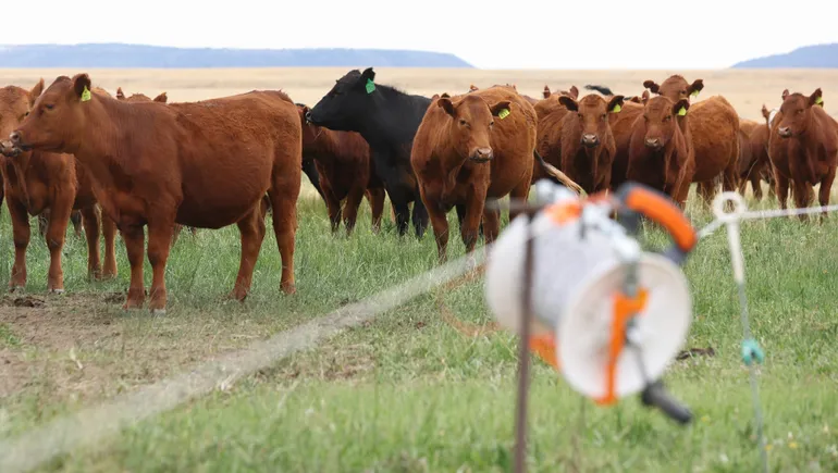 Grass-fed beef demand is on the rise. Can supply keep up?