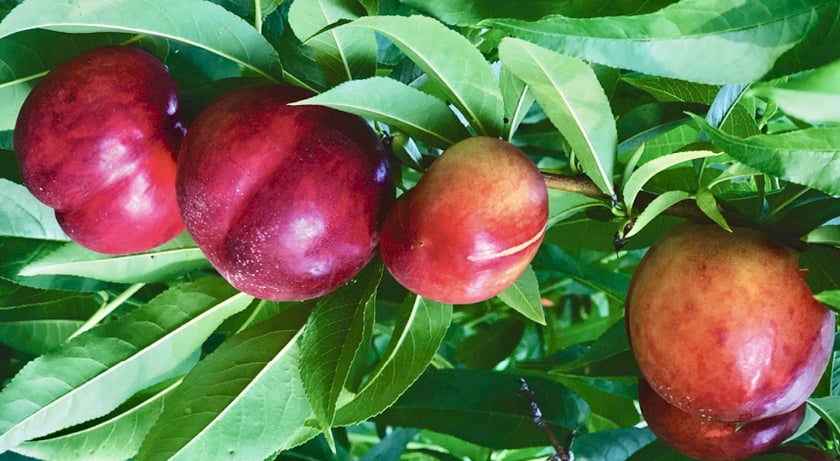 Funding will be used to collect data on the climate impact of apple and tender fruit farming, developing resilient varietiesand a carbon calculator to reduce carbon and greenhouse gas emissions.