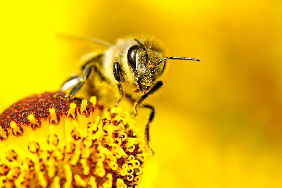 “This suggests that having pollinator habitat nearby is beneficial to bees in the soybean fields."