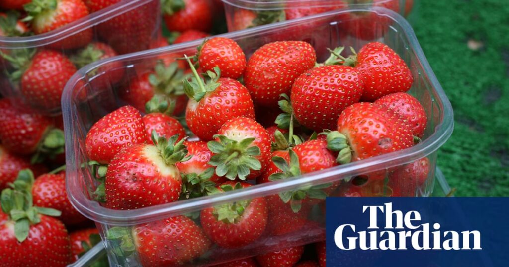 Juice: Wimbledon tennis fans may savour bigger strawberries after wet weather | Food & drink industry