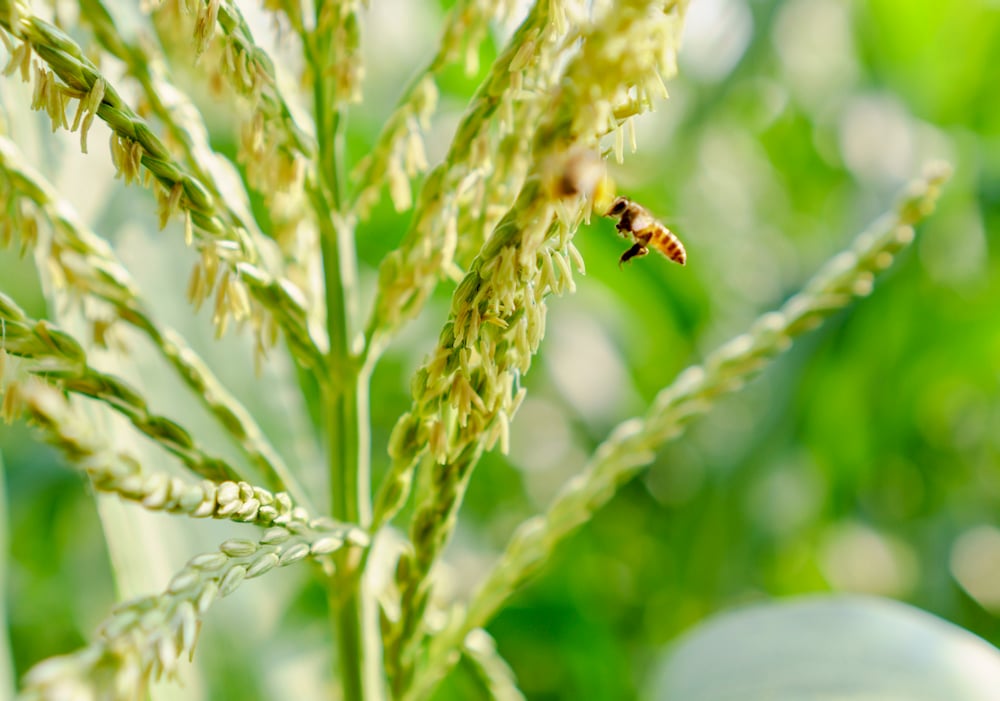 Bees play an important role in food production, responsible for pollinating 71 crop varieties.