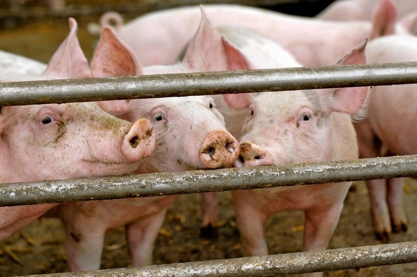 To become compliant with Proposition 12, hog producers must either incur the capital cost of installing more barn space, or reduce the number of sows housed in existing facilities.